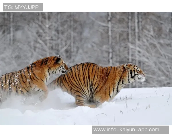 吉林东北虎主场迁至长春市体育馆自1月19日起正式启用